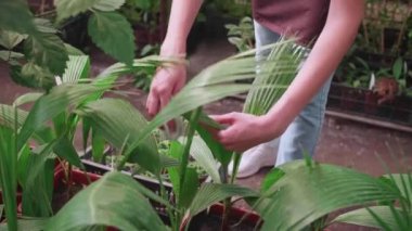 Kız serada çiçekleri ve bitkileri ıslatıyor.