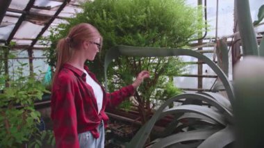 Genç kız sera çalışanı dikkatlice bitkileri ve çiçekleri parazit için kontrol ediyor.