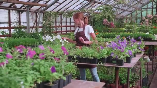 Flicka i ett förkläde på jobbet i ett växthus transplantationer blommor, slow-motion Video — Stockvideo