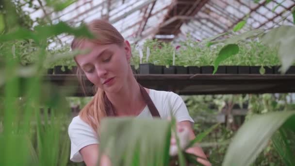 Девушка мокрая чистка растений и цветов в теплице — стоковое видео