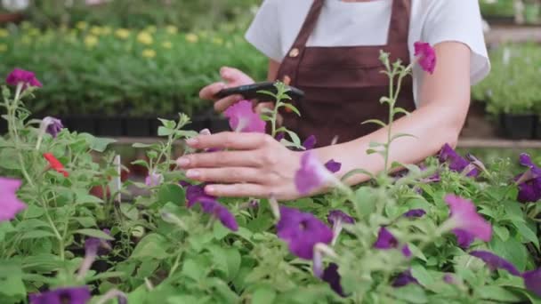 Młoda dziewczyna. szklarnia pracowników z kwiatami, robi zdjęcia na miejscu lub blogu produktów — Wideo stockowe