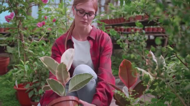 Retrato de um jovem jardineiro ou florista sorridente em pé entre flores e plantas em uma estufa — Vídeo de Stock