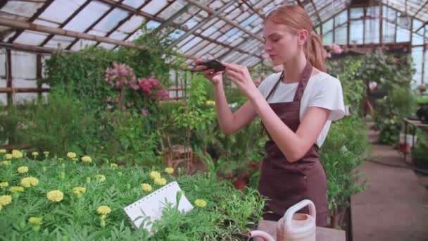 Девушка работает в теплице и фотографирует растения и цветы для покупателей — стоковое видео