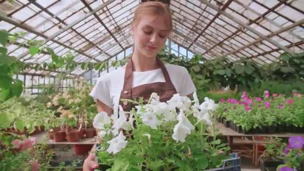 Žena farmář chůze se sazenice box ve skle moderní skleníkové medium shot nízký úhel — Stock video