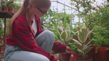 Genç kız sera çalışanı dikkatlice bitkileri ve çiçekleri parazit için kontrol ediyor.