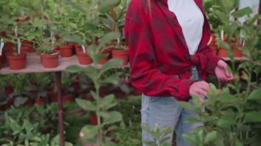 Genç kız sera çalışanı dikkatlice bitkileri ve çiçekleri parazit için kontrol ediyor.