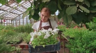 Kadın çiftçi cam tohum kutusuyla yürüyor modern sera orta açı düşük açı.