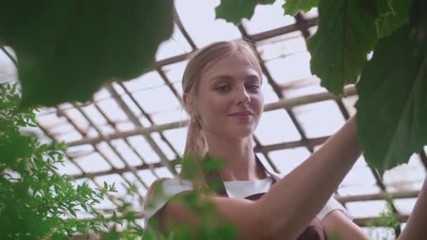 Menina faz limpeza úmida de plantas e flores na estufa — Vídeo de Stock