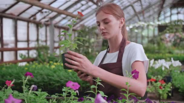 Ένα νεαρό κορίτσι. εργαζόμενος θερμοκήπιο με λουλούδια, παίρνει φωτογραφίες για site ή blog προϊόντα — Αρχείο Βίντεο