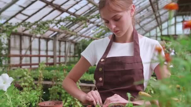 温室移植の花の仕事でエプロンの女の子,スローモーションビデオ — ストック動画