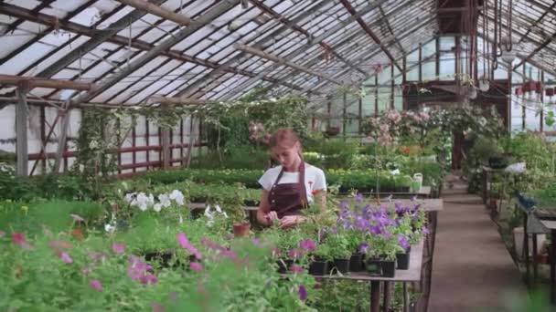 Menina em um avental no trabalho em uma estufa transplantes flores, slow-motion Vídeo — Vídeo de Stock