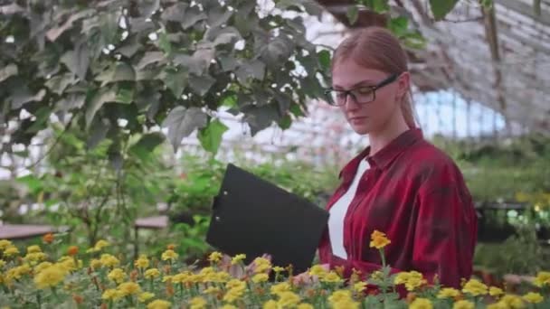 戴着眼镜、身穿格子红衬衫的农艺师女孩检查温室里植物的质量和数量 — 图库视频影像