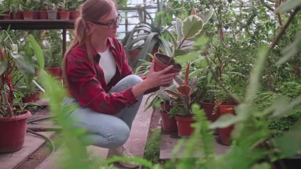 Jong meisje kas werknemer zorgvuldig controleert planten en bloemen voor parasieten — Stockvideo