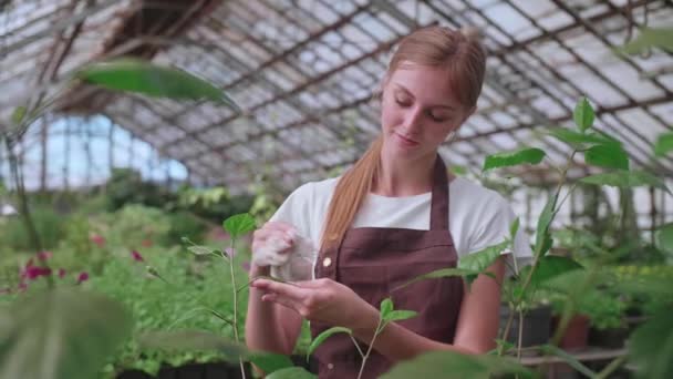 Κορίτσι κάνει υγρό καθαρισμό των φυτών και των λουλουδιών στο θερμοκήπιο — Αρχείο Βίντεο
