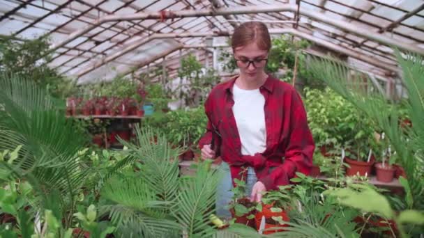 Девушка в красной рубашке пересаживает цветы в теплице, работает с инструментами — стоковое видео