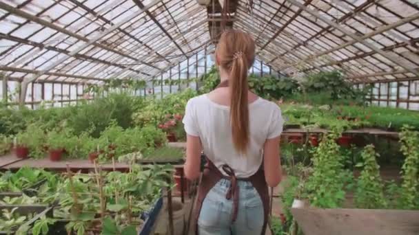 Agricultor fêmea andando com caixa de mudas em vidro moderna estufa médio tiro baixo ângulo. vista lateral traseira — Vídeo de Stock