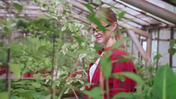 Jovem trabalhador de estufa checa cuidadosamente plantas e flores para parasitas — Vídeo de Stock