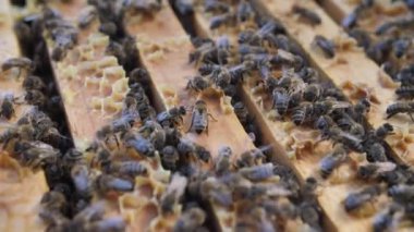 Kovan içinde arı sürüsü var. Arıların büyük resimleri