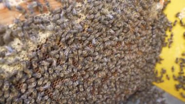 Kovan içinde arı sürüsü var. Arıların büyük resimleri