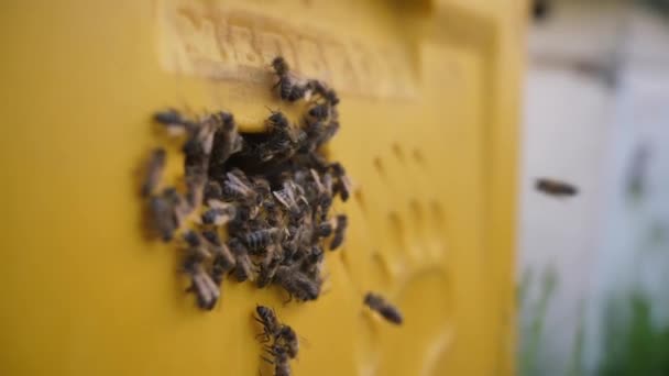 Een zwerm bijen rust op een brug bij zijn korf. — Stockvideo