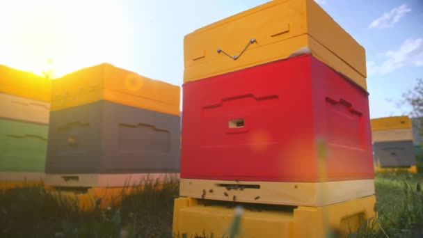 Včelí úly na soukromé stránce. Domácí včelín pro výrobu přírodního medu. — Stock video