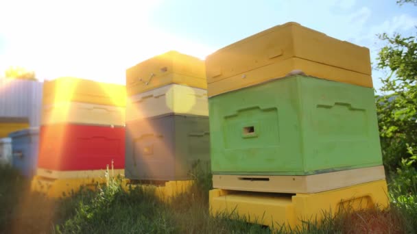 Özel bir sitede arı kovanları. Doğal bal üretimi için ev arısı. — Stok video