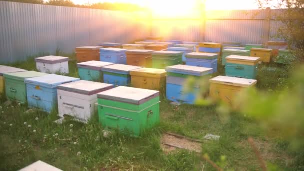Colmenas de abejas en un sitio privado. Colmenar casero para la producción de miel natural. — Vídeo de stock