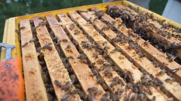 Een bijenkolonie zwermt rond in de korf. grote foto 's van bijen — Stockvideo