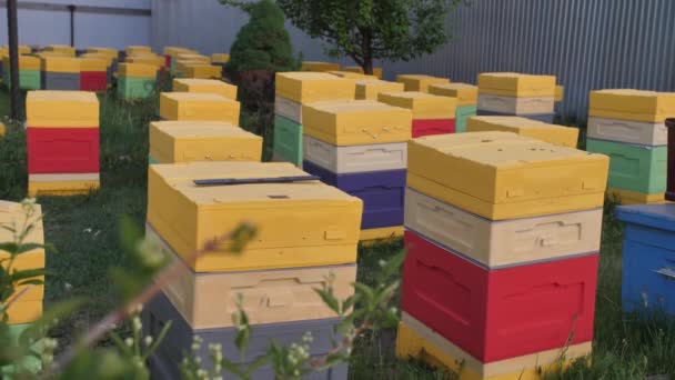 Colmenas de abejas en un sitio privado. Colmenar casero para la producción de miel natural. — Vídeo de stock