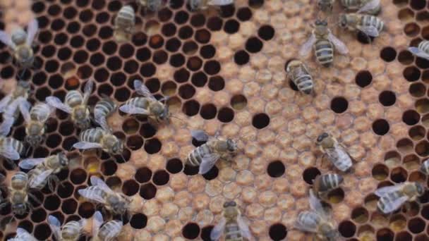 Uma colónia de abelhas na colmeia. grandes fotos de abelhas — Vídeo de Stock