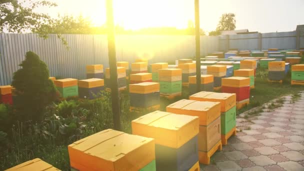 Colmenas de abejas en un sitio privado. Colmenar casero para la producción de miel natural. — Vídeo de stock