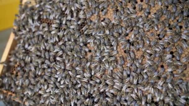 蜂のコロニーが巣の中で群がっている。ミツバチの大規模なショットは — ストック動画