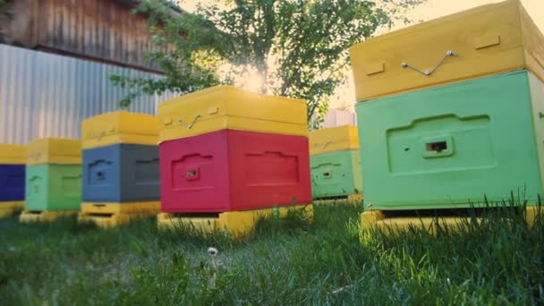 Ruches d'abeilles sur un site privé. Accueil rucher pour la production de miel naturel. — Video