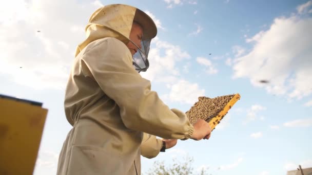 Μελισσοκόμος φαίνεται πλαισιωμένο από μια κυψέλη μελισσών για μέλι — Αρχείο Βίντεο