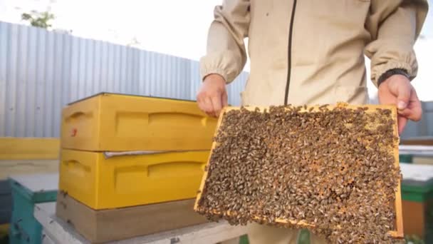 Včelaři se dívají na panel z úlu — Stock video