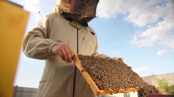 Včelař vypadá jako rámeček z včelího úlu pro med — Stock video