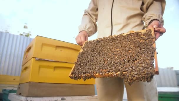 Imker betrachten die Tafel vom Bienenkorb aus — Stockvideo