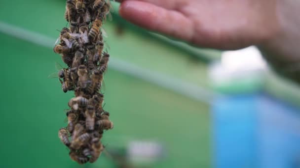 Mans γυμνό χέρι με πολλά έντομα σέρνεται πάνω από το φόντο των μελισσών. Μακρό πλάνο όμορφων μελισσών σέρνεται στα χέρια των αρσενικών σε μια ηλιόλουστη μέρα. Έννοια του Apiary. — Αρχείο Βίντεο