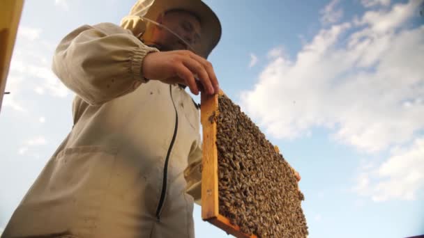 Včelař vypadá jako rámeček z včelího úlu pro med — Stock video