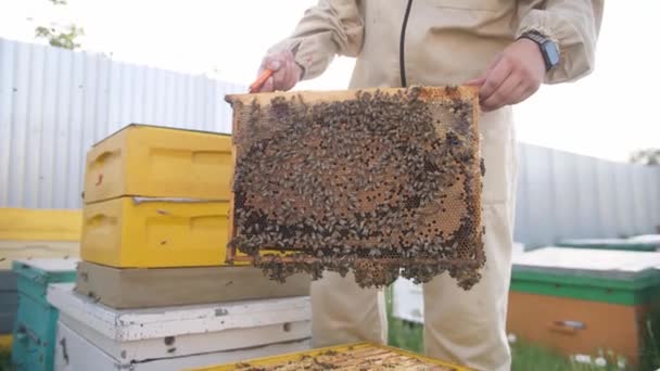 PANEL BEEKEEPER OPENING A BEEKEEPING PANEL — Wideo stockowe