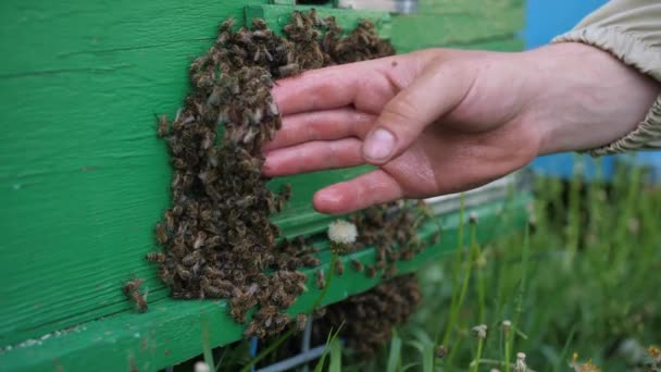 Mans blote hand met veel insecten kruipen over de bijen achtergrond. Macro shot van prachtige honingbijen kruipen op mannetjes hand in een zonnige dag. Apiair concept. — Stockvideo