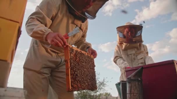 Ένα ζευγάρι μελισσοκόμων παίρνει το πλαίσιο με μέλι από μια κυψέλη μελισσών — Αρχείο Βίντεο