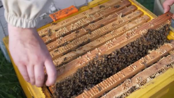 Imker betrachten die Tafel vom Bienenkorb aus lizenzfreies Stockvideo
