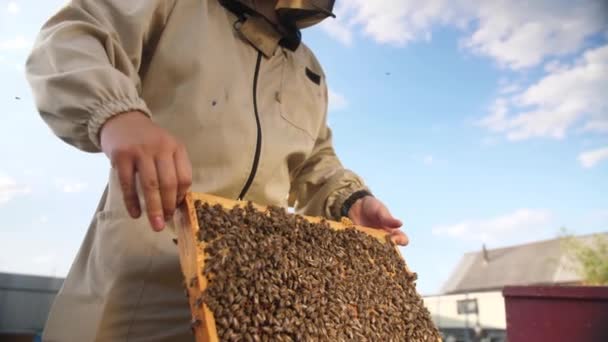 Pszczelarz wygląda jak rama z uli pszczół dla miodu — Wideo stockowe