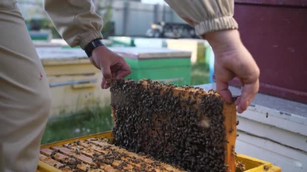 Apicultor mira marco de una colmena de abejas para la miel — Vídeos de Stock