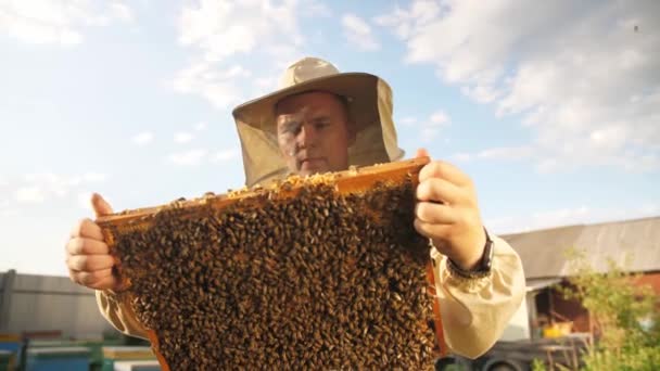 Včelař vypadá jako rámeček z včelího úlu pro med — Stock video