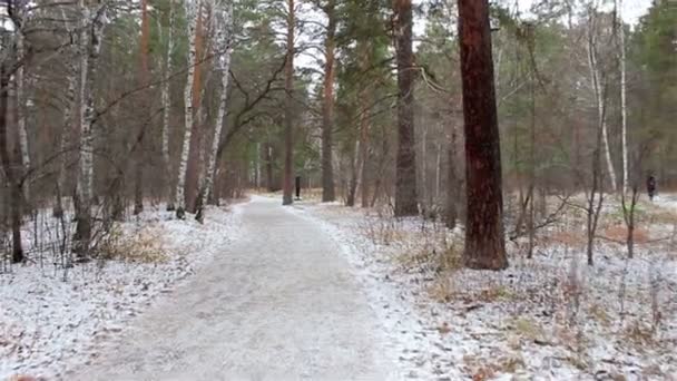 Vinterskog i snö — Stockvideo