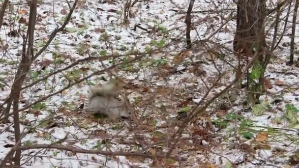 Esquilo recolhe suprimentos para o inverno — Vídeo de Stock
