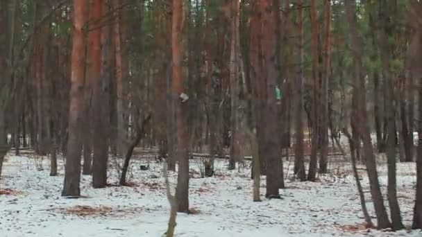 Winter forest in snow — Stock Video