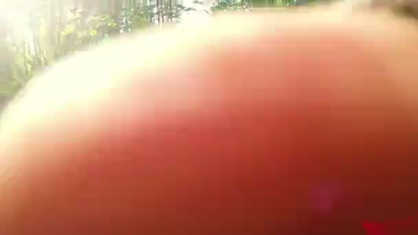 두 남자에 Atv에 비디오 Selfe 숲 — 비디오